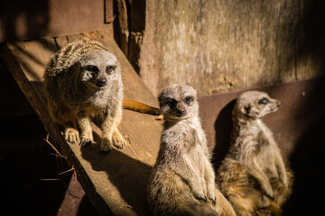 groupe de suricate dans un parc animalier