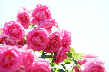 Pink Flower of Rose 'Urara' in Full Bloom
