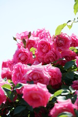 Pink Flower of Rose 'Urara' in Full Bloom
