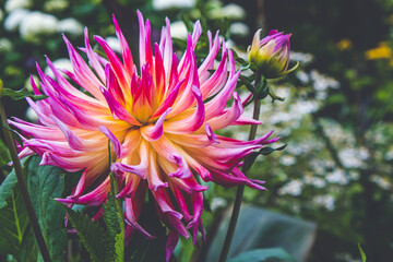 dahlia, with a pink-yellow gradient, in full bloom,