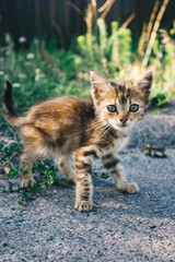 Ginger scared dirty cat on the street looking at the camera on a background of grass. Soft focus