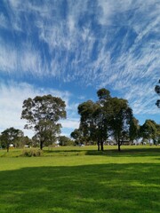 Beautiful afternoon view of a park with green grass, tall trees, deep blue sky with light clouds, Fagan park, Galston, Sydney, New South Wales, Australia