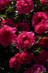 Pink Flower of Rose 'Urara' in Full Bloom
