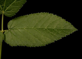Ground-Elder (Aegopodium podagraria). Leaf Detail Closeup