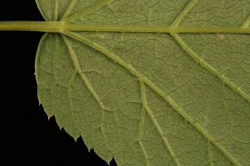 Ground-Elder (Aegopodium podagraria). Leaf Detail Closeup