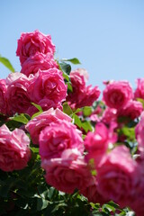 Pink Flower of Rose 'Urara' in Full Bloom
