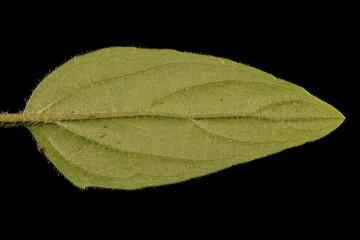 Large-Flowered Selfheal (Prunella grandiflora). Leaf Closeup