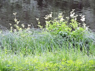 grass and water