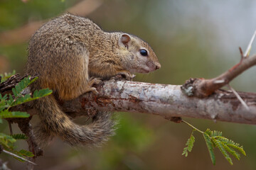Wild squirrel in the tree