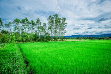 close background of the green rice fields, the seedlings that are growing, are seen in rural areas as the main occupation of rice farmers who grow rice for sale or living.