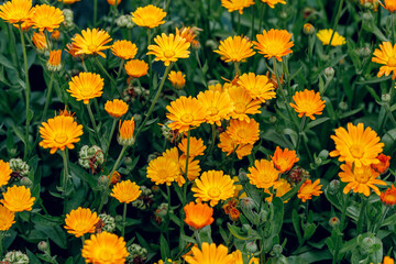 Summer background with growing flowers calendula, marigold