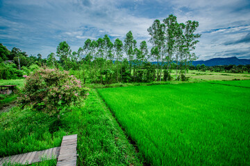 close background of the green rice fields, the seedlings that are growing, are seen in rural areas as the main occupation of rice farmers who grow rice for sale or living.