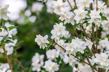 Fototapeta premium Branch of white jasmine flowers in garden