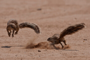 Ground squirrel in the Kgalagadi