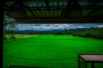 Obraz premium close background of the green rice fields, the seedlings that are growing, are seen in rural areas as the main occupation of rice farmers who grow rice for sale or living.