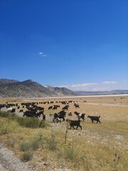 landscape in the mountains with animals