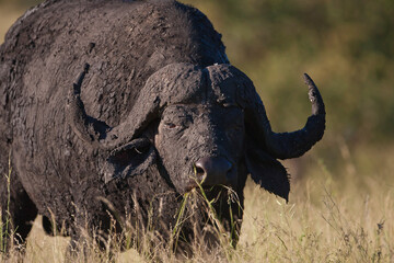 Wild Buffalo's in South Africa