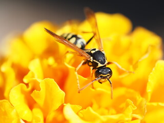 fly on flower