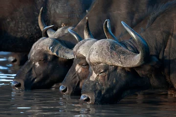 Photo sur Plexiglas Parc national du Cap Le Grand, Australie occidentale Buffalo sauvage en Afrique du Sud