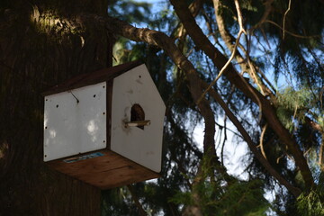 Artificial house for birds on tree