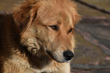 Beautiful close up picture of brown dog