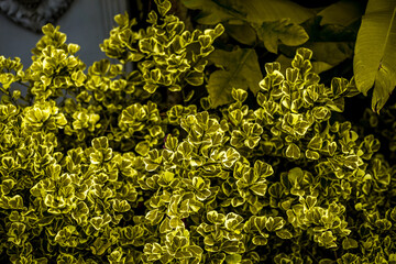 background of the chair is made of wood and has a view of the surrounding green fields, and the wind blows through the cool blurs while traveling.