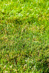 Green lawn, close-up. Background.