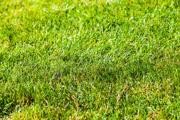 Green lawn, close-up. Background.
