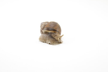 Common snail on a white background with copyspace.