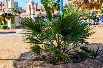 Fototapeta na wymiar Green palm trees on beach of the Red sea