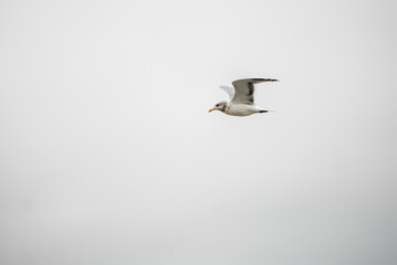 Maine seagull