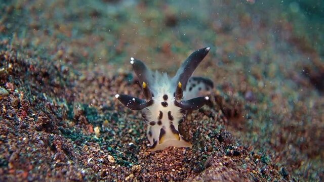 A beautiful close-up. Painted Thecacera ( Pikachu ) crawls quickly across black volcanic sand. Nudibranch Bali. Tulamben.