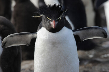 The rockhopper penguins are three closely related taxa of crested penguins 