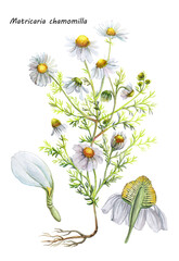Pharmacy chamomile. Wild flower. Watercolor botanical illustration.