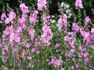 Beautiful pink prairie mallow flowers in a garden, variety Sidalcea Sussex Beauty