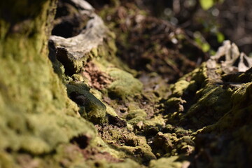 Beautiful picture of old tree in jungle