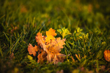 Yellow dry oak leaf on green grass in the sunset light