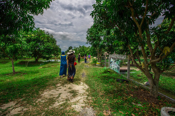 Fototapeta premium blurry nature background of bamboo trees with green leaves planted along the rice fields, with cool wind blowing through, the integrity of the ecology.