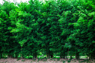 Obraz premium rozmyte tło przyrody bambusowych drzew z zielonymi liśćmi posadzonymi wzdłuż pól ryżowych, wiejący chłodny wiatr, integralność ekologii.