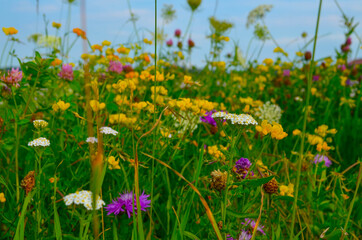 *bayrische Schmetterlingswiese in voller Blüte*