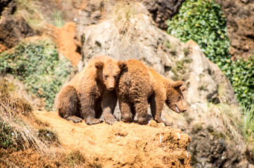 Crias de oso pardo.