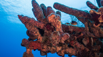 Seascape in turquoise water of coral reef in Caribbean Sea / Curacao with fish, coral and Tube Sponge