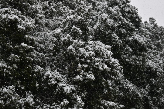 Beautiful picture of snow in trees