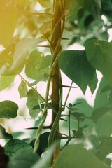Fototapeta premium green leaves on a tree