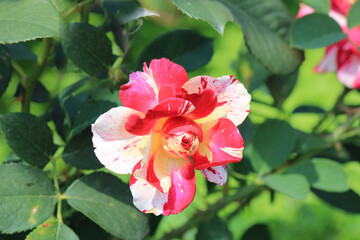 Obraz premium bright beautiful flowers in botanical garden