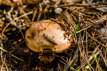 Suillus mushroom growing in the forest at summer