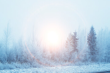 sunset in the winter forest / February sunset in the park, snow forest and sun, winter rest