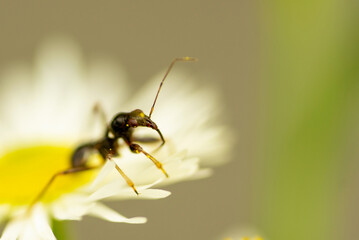 Nymphe einer Ameisensichelwanze, Himacerus mirmicoides