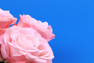 A pink rose isolated on blue background. Pink Flowers isolated. Copy space. Postcard. Place for text. Gardening