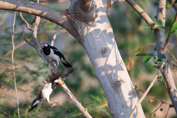 Asian pied myna